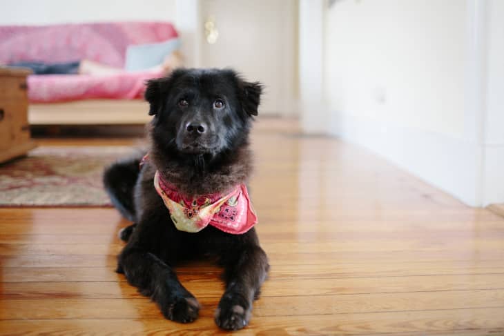 Best dog food on sale for overweight senior